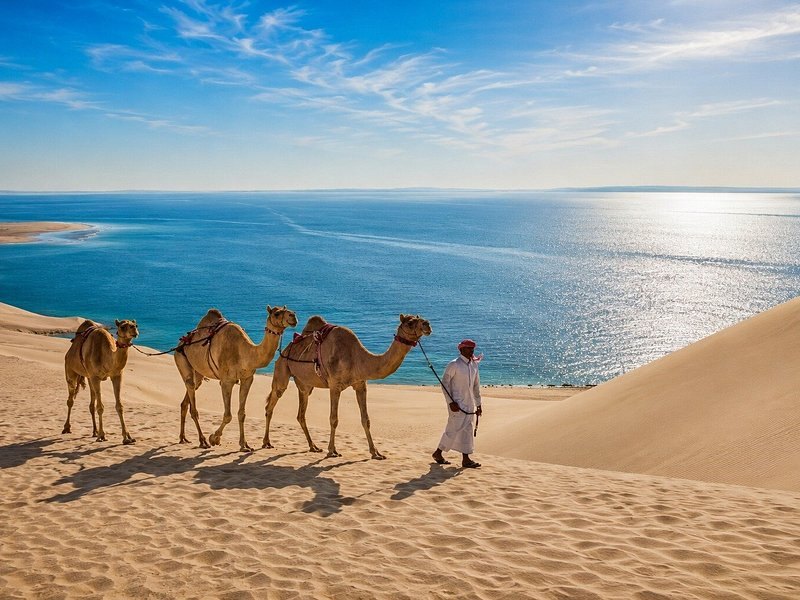 Camels being led across the sand in the Qatari desert
